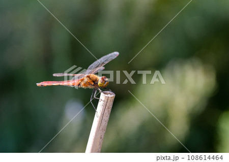 赤とんぼ 赤とんぼ 108614464