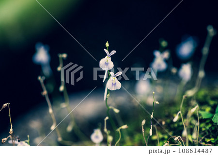 可愛いウサギゴケ　① 108614487