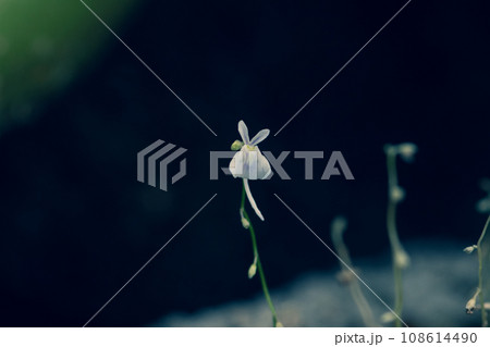 可愛いウサギゴケ　③ 108614490