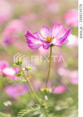 コスモス・秋 イメージ 108614576