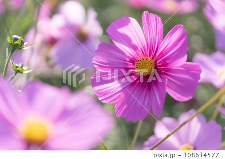 コスモス・秋 イメージ 108614577