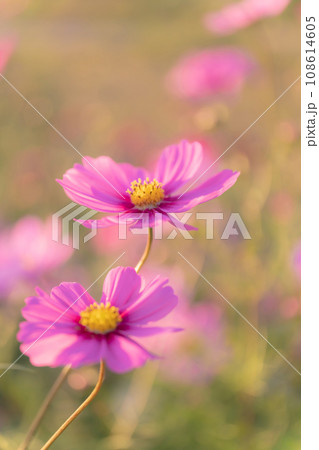 コスモス・秋 イメージ 108614605