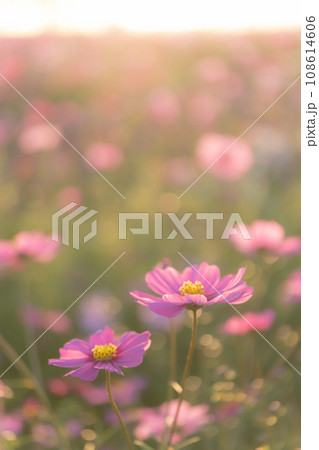 コスモス・秋 イメージ 108614606