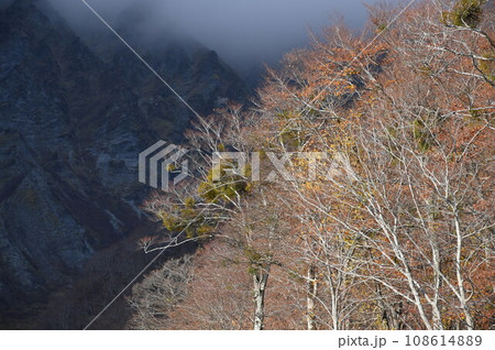 晩秋の森林と大山南壁 108614889