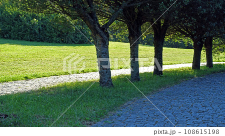 Young olive alley with path 108615198
