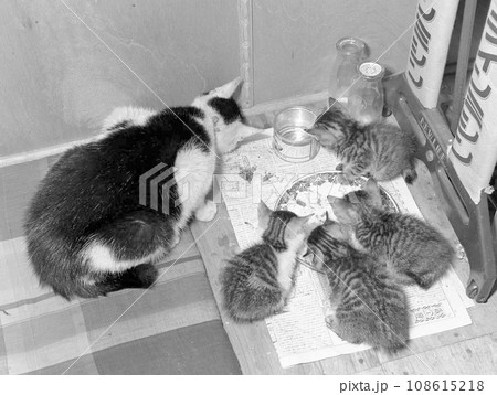 昭和30年代の猫 昭和30年代の猫 108615218