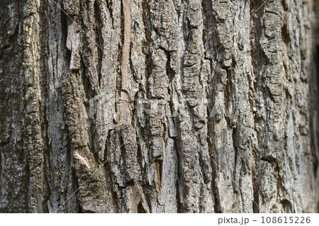 Happy Tree Happy Tree 108615226