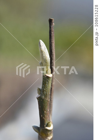 Magnolia tree Magnolia tree 108615228