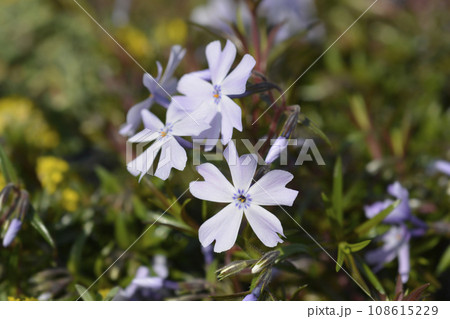 Creeping Phlox Emerald Cushion Creeping Phlox Emerald Cushion 108615229
