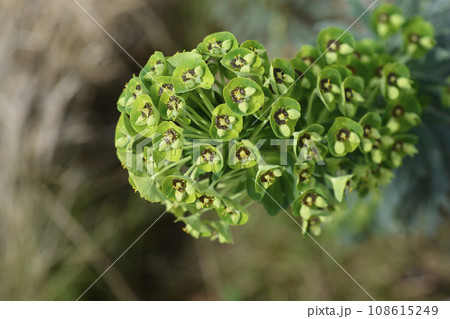 Spurge Black Pearl 108615249