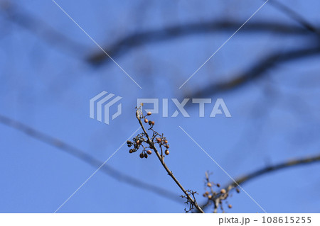 Purple Beautyberry 108615255
