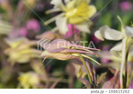 Common columbine 108615262