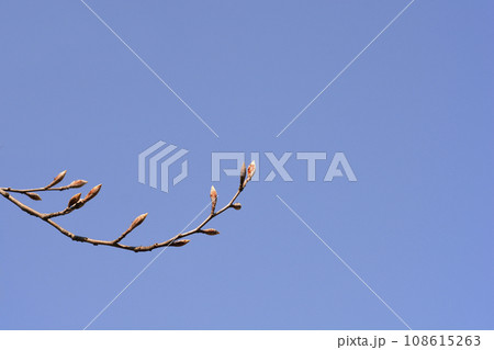 European Beech 108615263