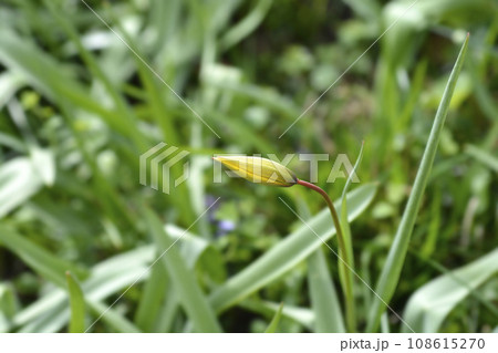 Wild Tulip Wild Tulip 108615270