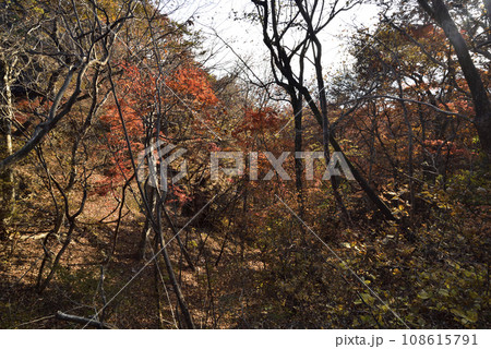 岩櫃山、登山、群馬県 108615791