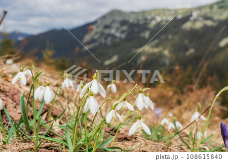 Spring landscape with the first flowers on the foreground in the mountains Spring landscape with the first flowers on the foreground in the mountains 108615840