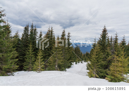 Beautiful spring landscape with pines and snow-covered mountains 108615891