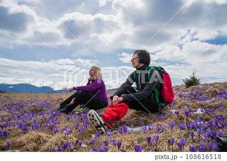 Women with backpacks enjoying saffron blooming at early spring 108616518