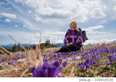 Women with backpacks enjoying saffron blooming at early spring Women with backpacks enjoying saffron blooming at early spring 108616530