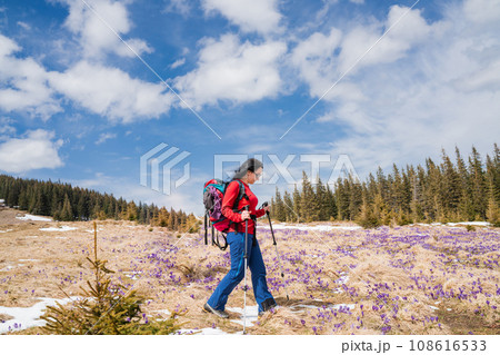 Woman hiker enjoys saffron blooming at Carpathian mountains 108616533