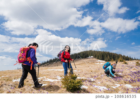 Group of female hikers in mountains during saffron blooming at spring 108616535