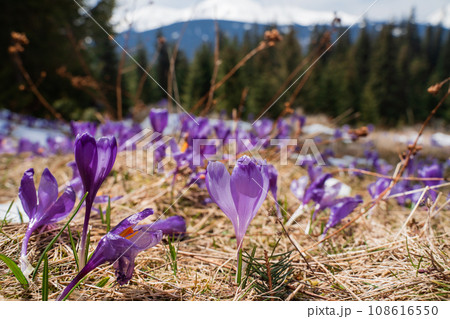 Beautiful spring landscape with snow and saffron flowers 108616550