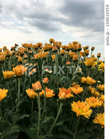The vibrant chrysanthemum in the organic farm under the cloud sky 108616959