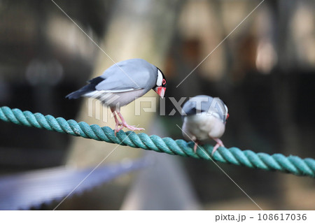文鳥の求愛ダンス 108617036