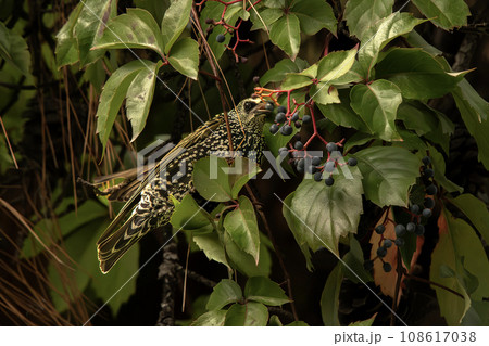 starling on a branch in the garden 108617038