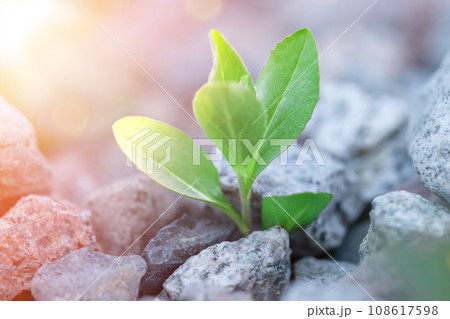 Single plant emerging through pile of stones against all odds. Concept for natural forces and fantastic achievements. 108617598