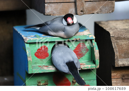 巣箱と文鳥 巣箱と文鳥 108617689