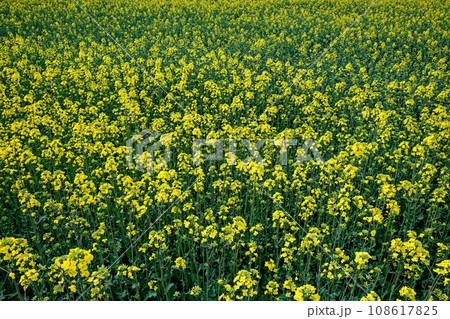 Rape is blooming in the field, full frame. Plant for the production of biodiesel. 108617825