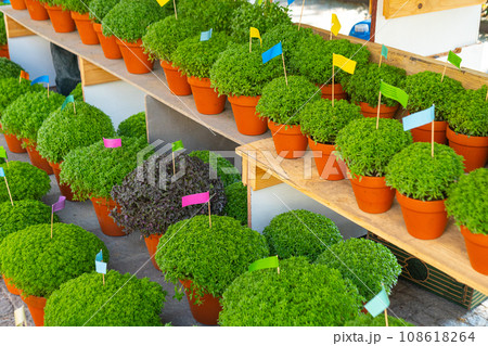 Lot of Manjerico plants on the market stall. 108618264