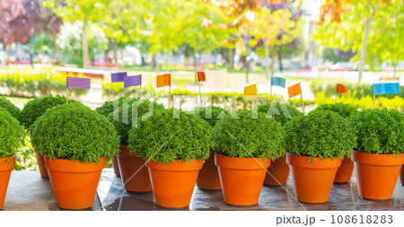 Lot of Manjerico plants on the market stall. 108618283