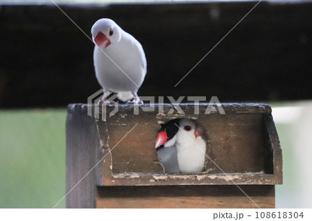 満員の巣箱を上から見ている文鳥 108618304