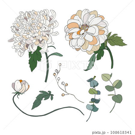 Vector flowers set of white and beige chrysanthemum. Hand painted floral illustration isolated on white background. For design, print, fabric or background. 108618341