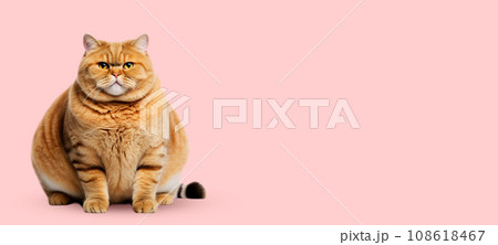 Fat cat on a colored background. Copy space. 108618467