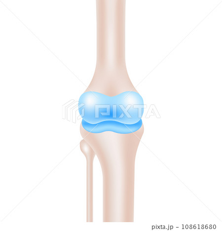 Detailed Human Knee Joint Anatomy for Medical Use Vector Illustration. Detailed Human Knee Joint Anatomy for Medical Use Vector Illustration. 108618680