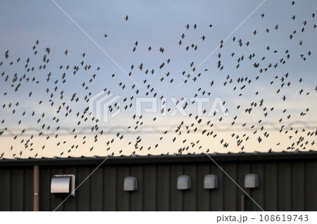 夕暮れ時の鳥の群れ(ムクドリ) 夕暮れ時の鳥の群れ(ムクドリ) 108619743