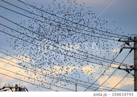 夕暮れ時の鳥の群れ(ムクドリ) 夕暮れ時の鳥の群れ(ムクドリ) 108619745