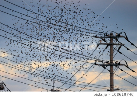 夕暮れ時の鳥の群れ(ムクドリ) 夕暮れ時の鳥の群れ(ムクドリ) 108619746