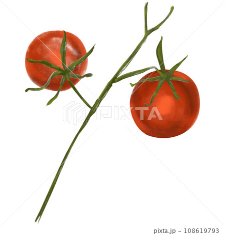 Watercolor cherry tomato branch isolated on white background. Botanical food illustration, tomato on a branch for me, labels, packaging, design, cafes 108619793