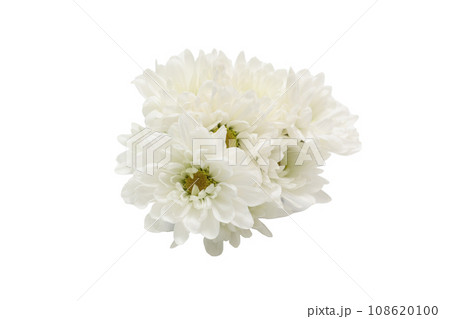 白バックの白色の菊の花束 108620100