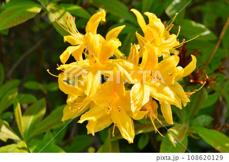Azalea (Rhododendron) flowers in the city park during spring Azalea (Rhododendron) flowers in the city park during spring 108620129