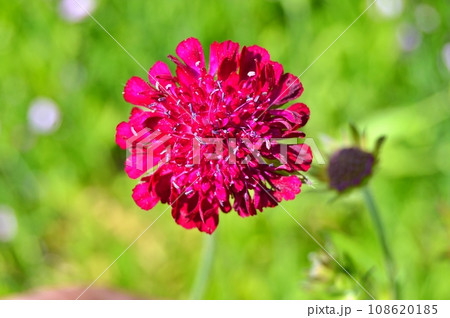 Flowers in garden during summer. Flowers background Flowers in garden during summer. Flowers background 108620185