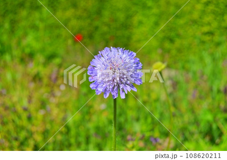 Flowers in garden during summer. Flowers background Flowers in garden during summer. Flowers background 108620211