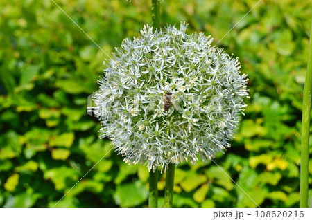 Flowers in garden during summer. Flowers background 108620216