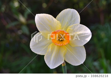 Flowers in garden during summer. Flowers background Flowers in garden during summer. Flowers background 108620218