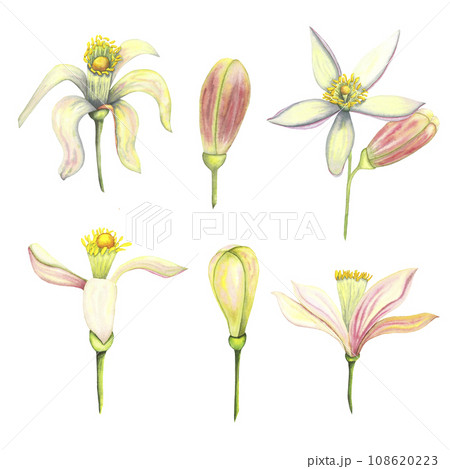 Watercolor tender set with bud and flower. Hand painted pink lemon tangerine orange flowers isolated on white background. Illustration for design, print, fabric, decor Watercolor tender set with bud and flower. Hand painted pink lemon tangerine orange flowers isolated on white background. Illustration for design, print, fabric, decor 108620223