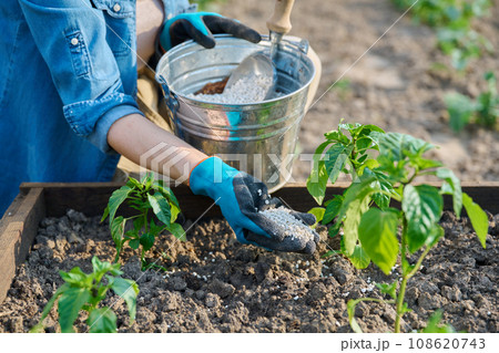 Woman gardener fertilizing with complex fertilizers plants of peppers Woman gardener fertilizing with complex fertilizers plants of peppers 108620743